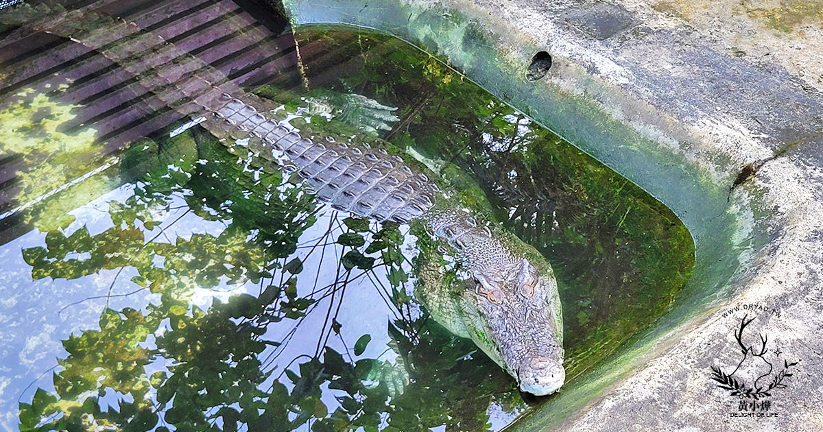 世界最大鱷魚在這！｜巴拉望野生動物救援和保護中心 Palawan Wildlife Rescue and Conservation Center (鱷魚農場 Crocodile Farm)