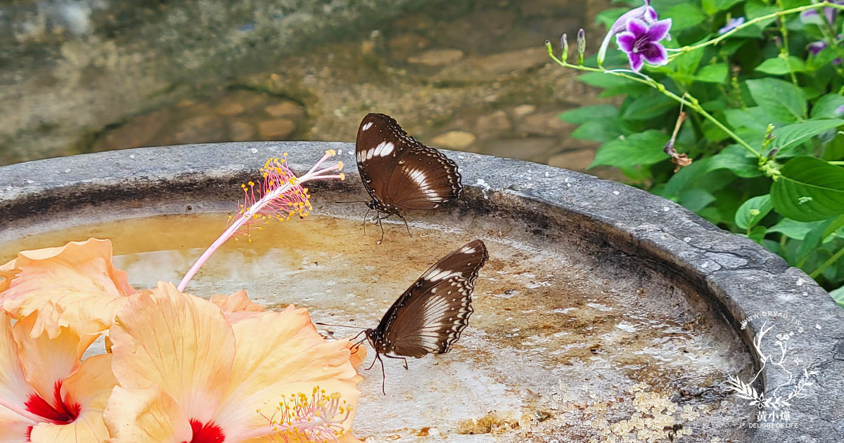 巴拉望不是只有海｜Palawan Butterfly Eco-Garden and Tribal Village 近距離觀看蝴蝶生態，深入巴拉望巴達克族的淳樸野趣。